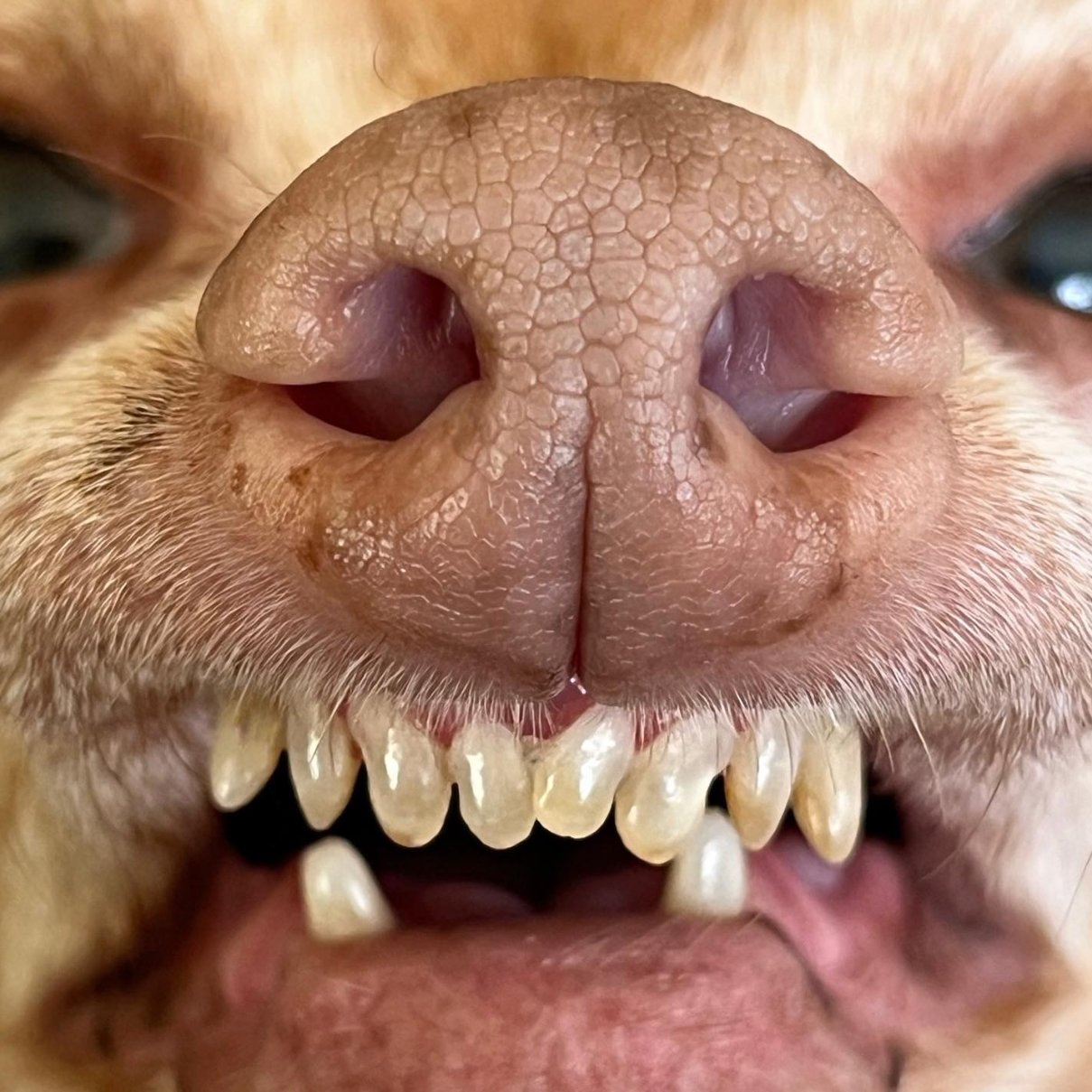 small dog barking