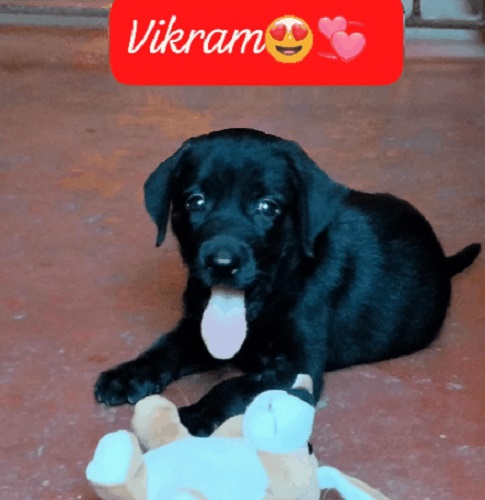 Vikram's Melodic Pawprint (intro) song for a lovely pet