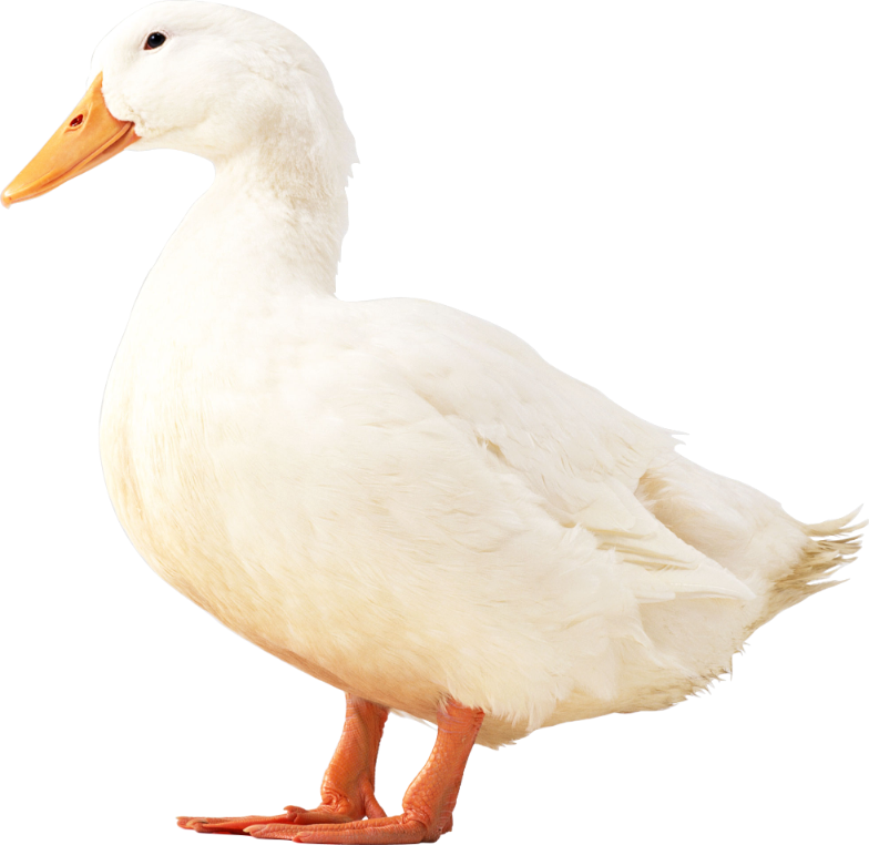 quack 5