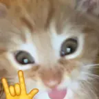 globolinha