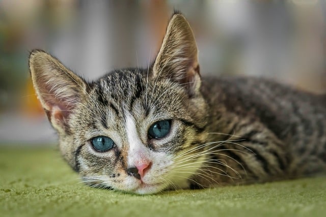 Cat Meow