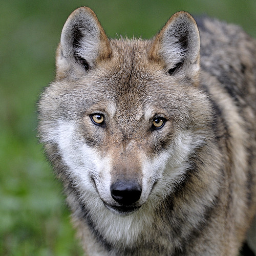 wolf