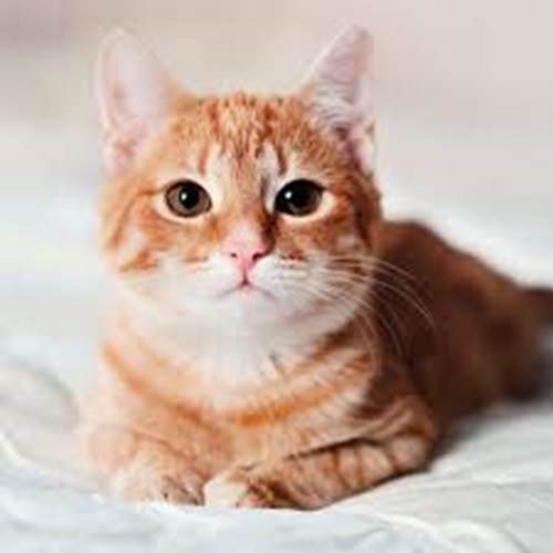 Roblox Cat Meme KITTYYYYY
