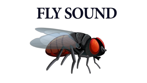 Fly Buzzing