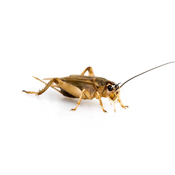 Crickets Chirping Sound Effect