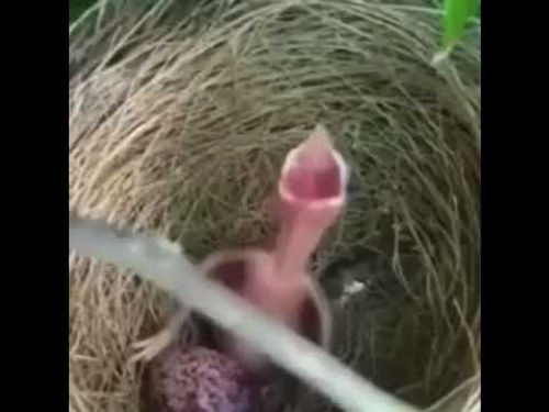 Bird Moaning