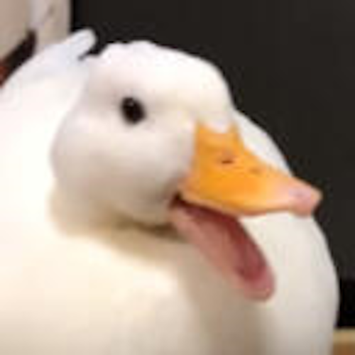 quack