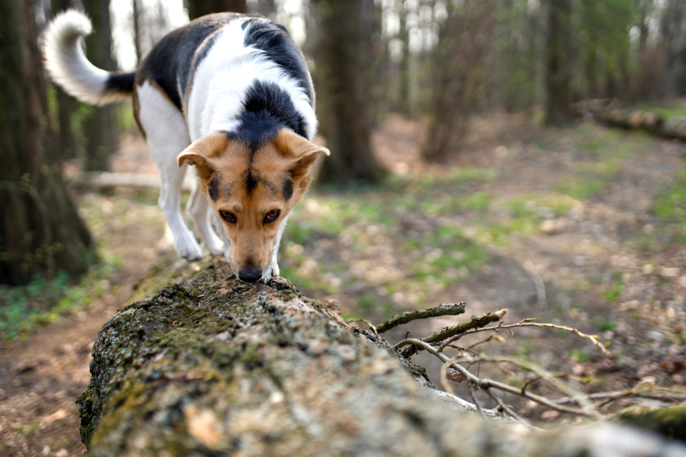 sniffing dog