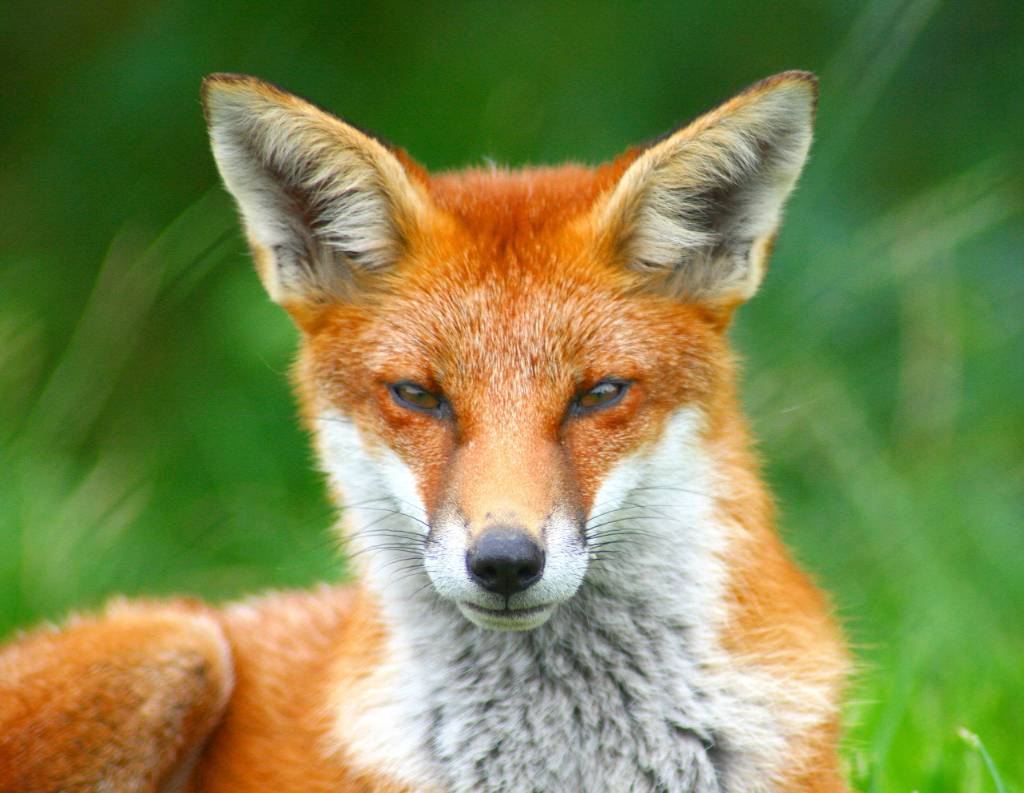 Fox, bark