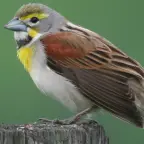 Oh Uh Passarinho - Lula