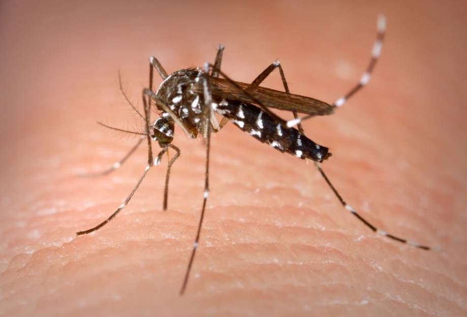 MOSQUITO call me maybe