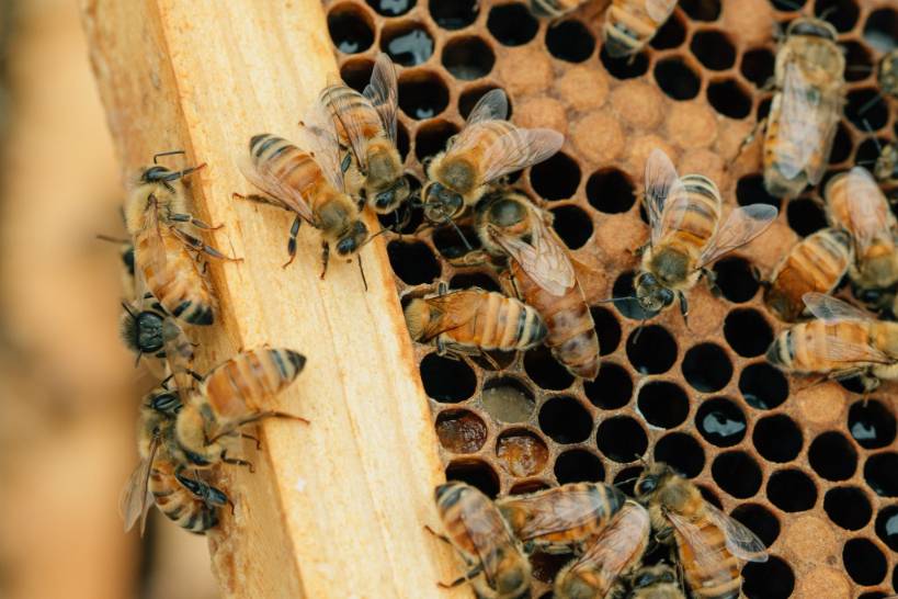 We Can Finally Be Bees, Mark