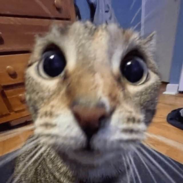 meowrgh