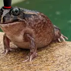 R.E.P.O smoke detector beep