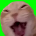 cat laugh 2??