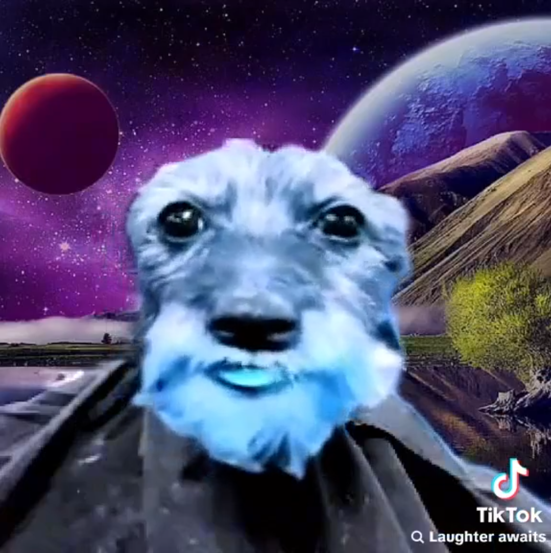 Edge Edge Dog