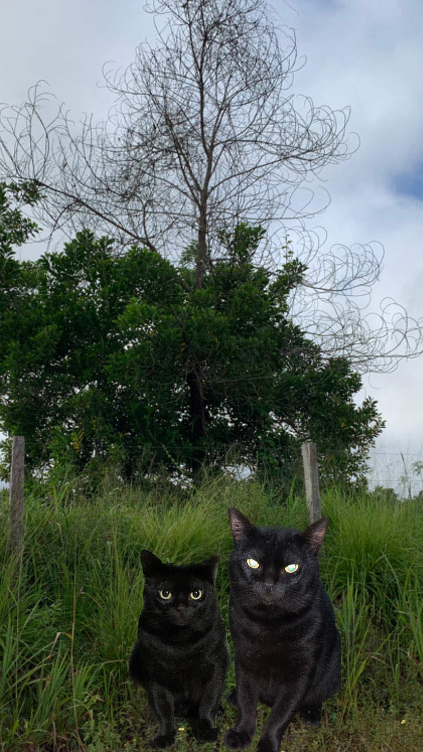 bafomeeeeeeeeeeeeeeeeeeeeeeeeeee voz fina