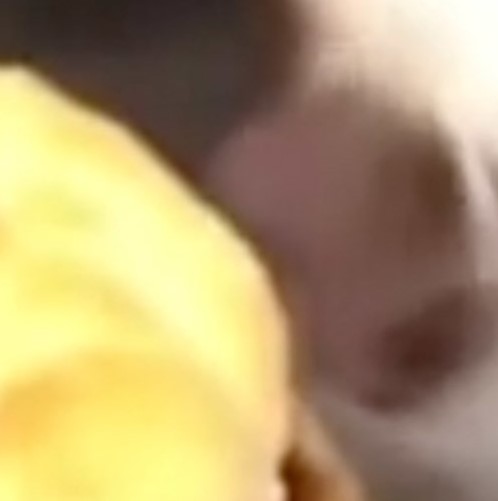 here kitty you can have cheese burger