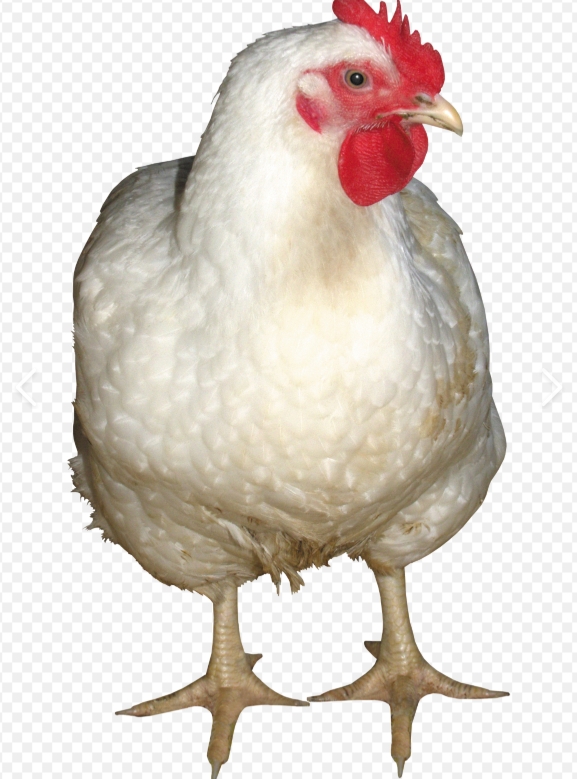 chicken dih