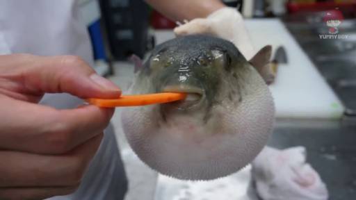 Pufferfish Eats Carrot and Sings Megalovania