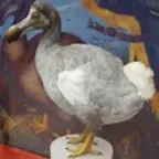 Real Dodo Bird Sounds