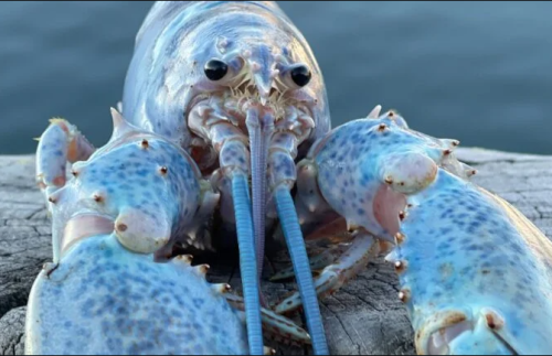 blue lobster jumpscare