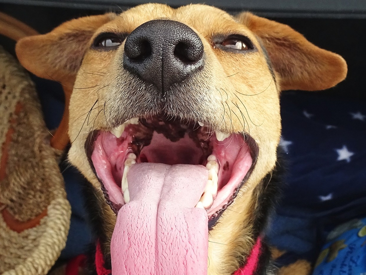 Dogs breathing