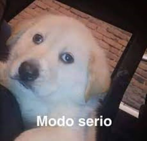soy la mera verga puta