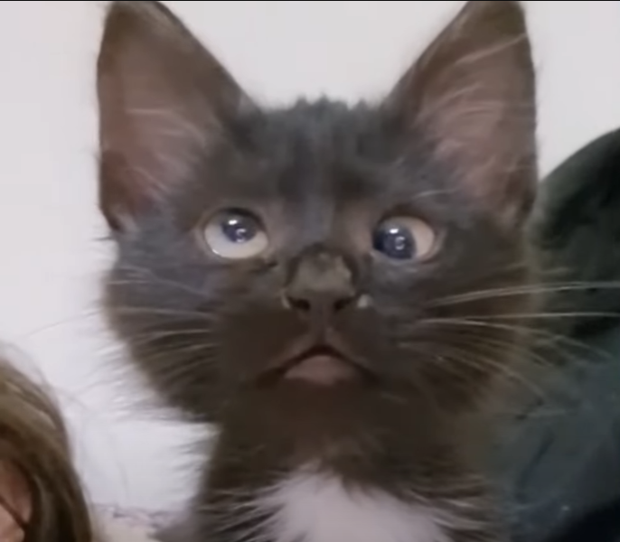 black cat HUH 1