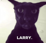Larry Cat