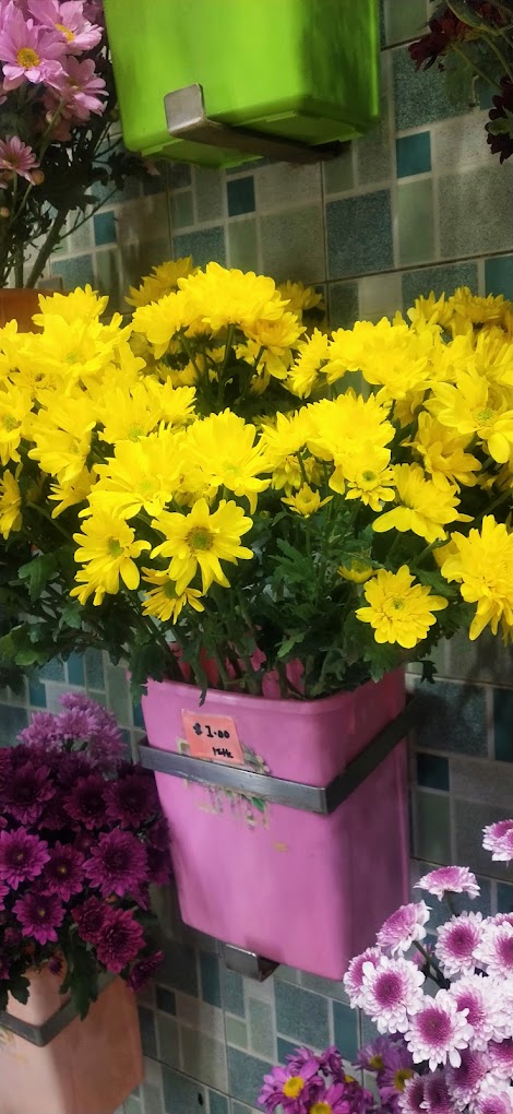 pretty little baby connie francis you can ask for flowers #shro