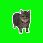 oiiai spinning cat