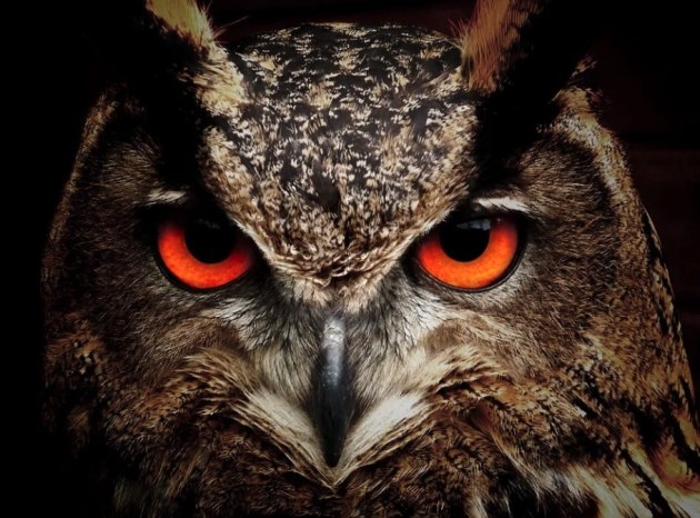 Owl Hoot Sound Effect