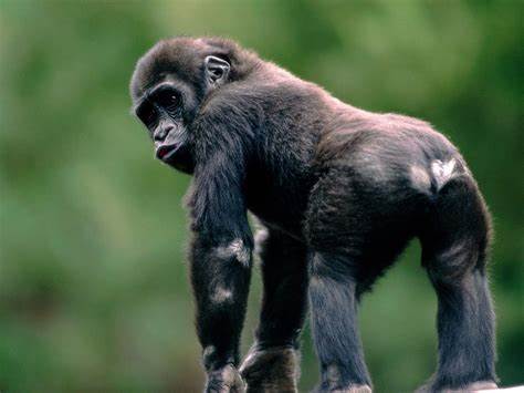 monkey sounds