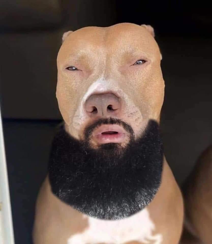 Dreamybull stretchdisahh