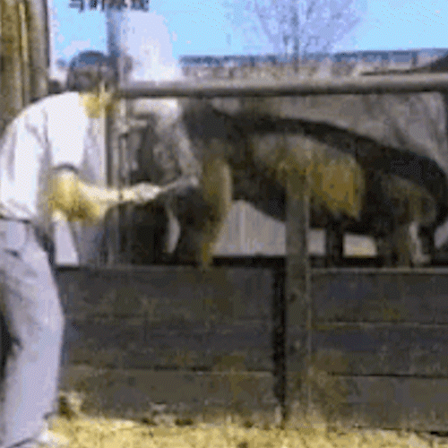 Cavalo