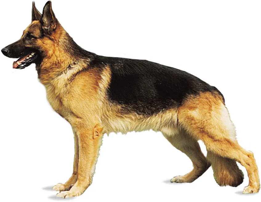 annoyed big dog barking