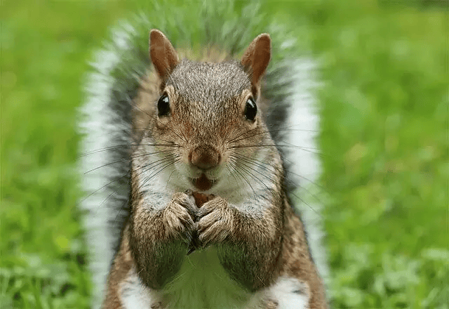 squirrel chan