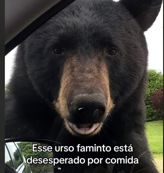 Namorado gamer bravo