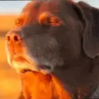 Cooked Dog (copy)