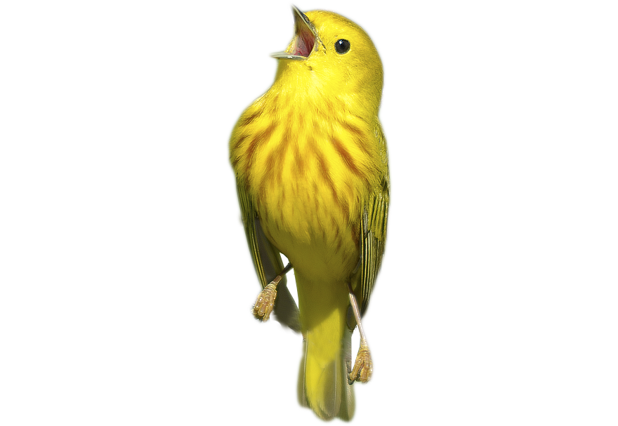 screaming bird meme