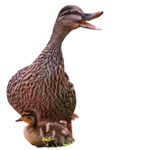 The Weird Duck