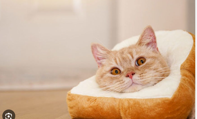meow <3