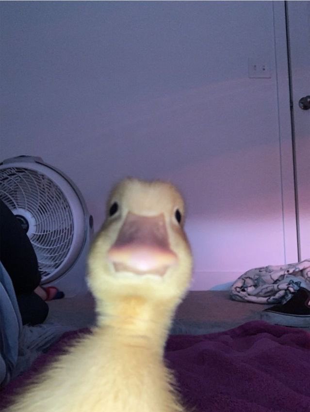 cute uwu