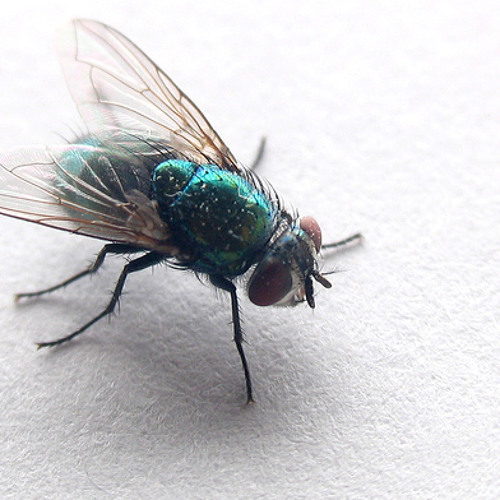 Mosquito Flying Buzz Sound Effect