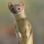 shia ali ali ali (copy)