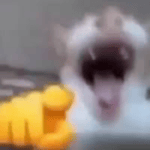 cat laugh