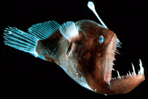 bill clinton i did not have sexual relations with that woman